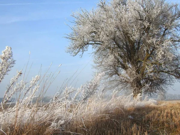 Meadow Sunny Freezing Day — Stock Photo, Image