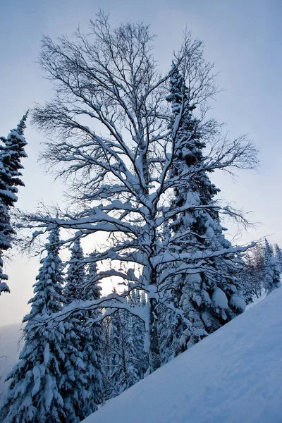 Árboles Nieve Rusia Siberia Diciembre — Foto de Stock