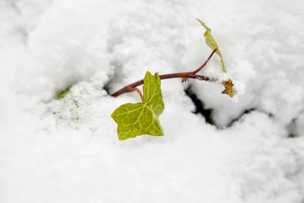 Neve Torno Uma Folha Jovem Chão — Fotografia de Stock