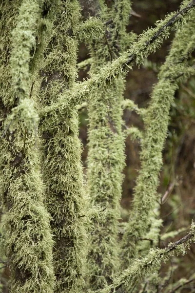 Vue Des Arbres Totalement Couverts Lichen — Photo