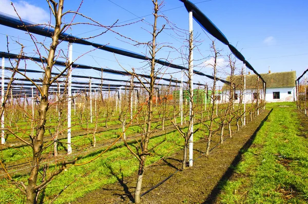 灌漑システムとプランテーションでりんごの木 — ストック写真