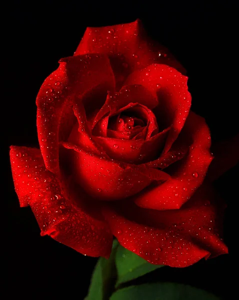 Pojedyncze Czerwone Róże Naturalne Tło — Zdjęcie stockowe