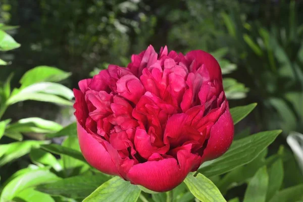 Grande Peônia Vermelha Jardim Aroma Pétalas Peônia — Fotografia de Stock