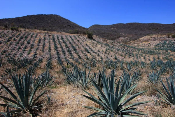 Maguey Рослини Поле Виробляти Мескаль Oaxaca Мексика — стокове фото