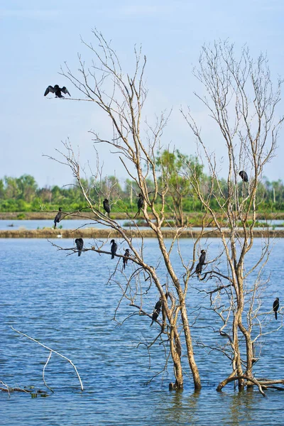 Poco Cormorán Juntos Como Grupo Árbol Extendió Las Alas Para — Foto de Stock