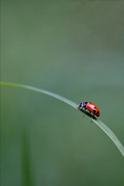 Sidan Vilda Röd Nyckelpiga Coccinellidae Anatis Ocellata Coleoptera Gräs — Stockfoto