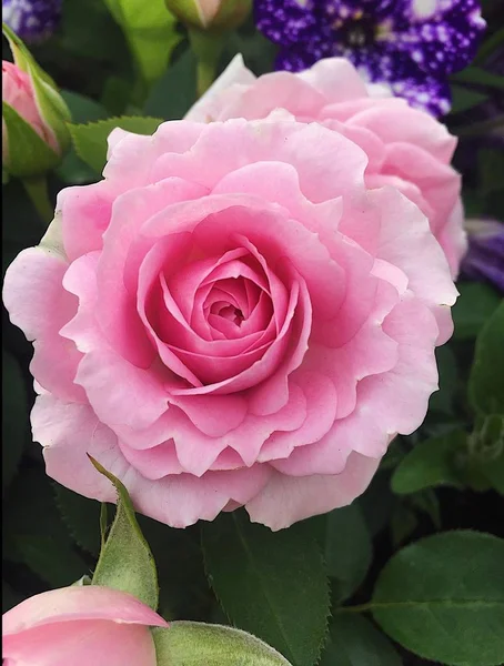 Tkliwość Piękne Różowe Róże Ogrodzie — Zdjęcie stockowe