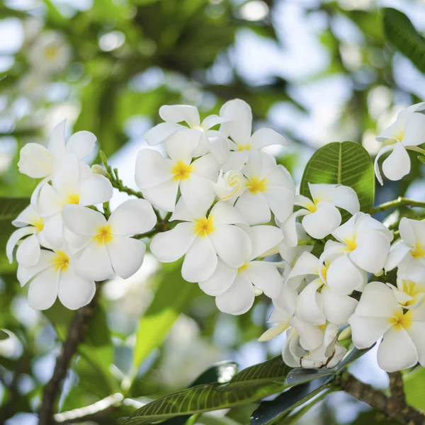 Όμορφη Φραντζιπάνι Λουλούδια Στο Δέντρο — Φωτογραφία Αρχείου