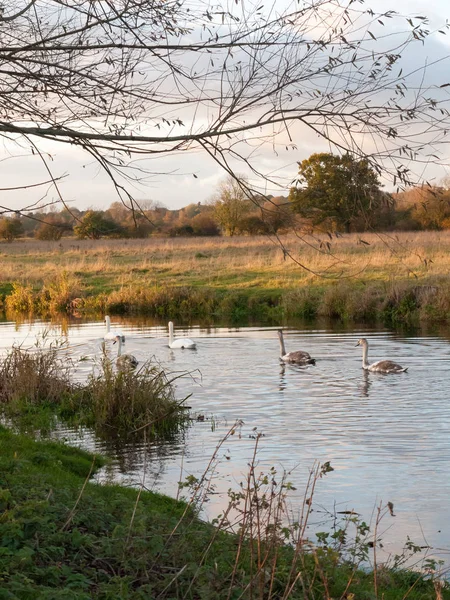 Gyönyörű Csoport Hattyúk Cinómák Úszás Lefelé Folyó Dedham Természet Essex — Stock Fotó