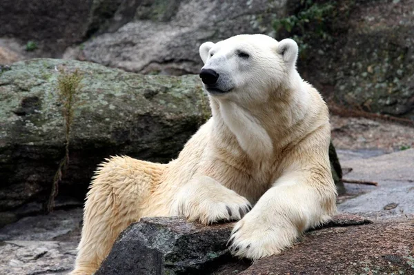 Avvicinamento Dell Orso Polare Artico Bianco — Foto Stock