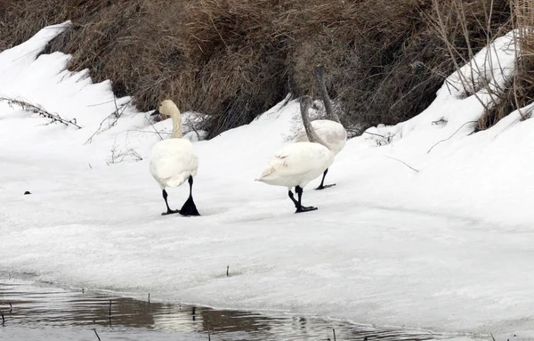 Labuť Tundra Fotografie Fotografická Lower Klamathu Národním Úkrytu Přírody — Stock fotografie