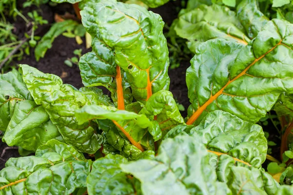 Pomarańczowy Macierzystych Boćwina Beta Vulgaris Subsp Vulgaris Dziedzinie Uprawy Ekologicznej — Zdjęcie stockowe