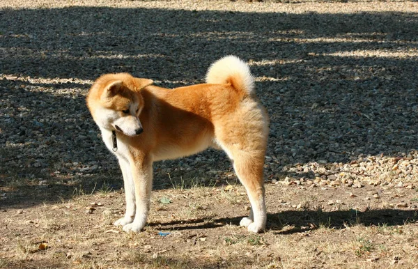 Młody Akita Inu Pozowanie Pies Park — Zdjęcie stockowe