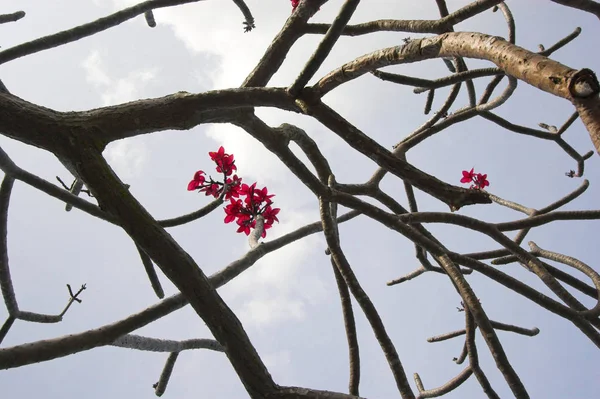 Κλαδιά Και Μωβ Λουλούδια Από Εξωτικά Χαβανέζικο Δέντρο Κατά Του — Φωτογραφία Αρχείου