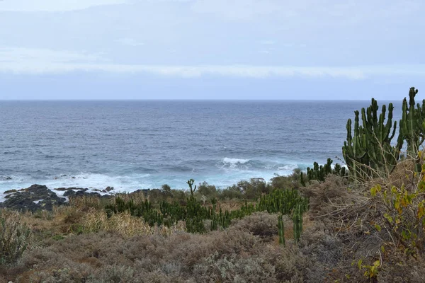 Mar Cacto Garachico Tenerife — Fotografia de Stock