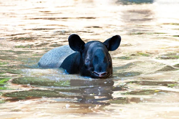 Malaysiska Tapir Även Kallad Asian Tapir Tapirus Indicus — Stockfoto