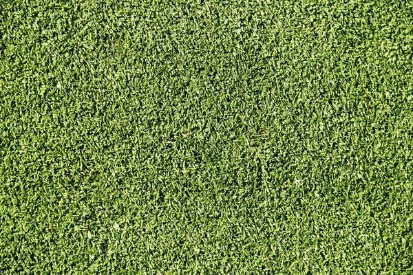 Golf Hierba Verde Textura Primer Plano —  Fotos de Stock