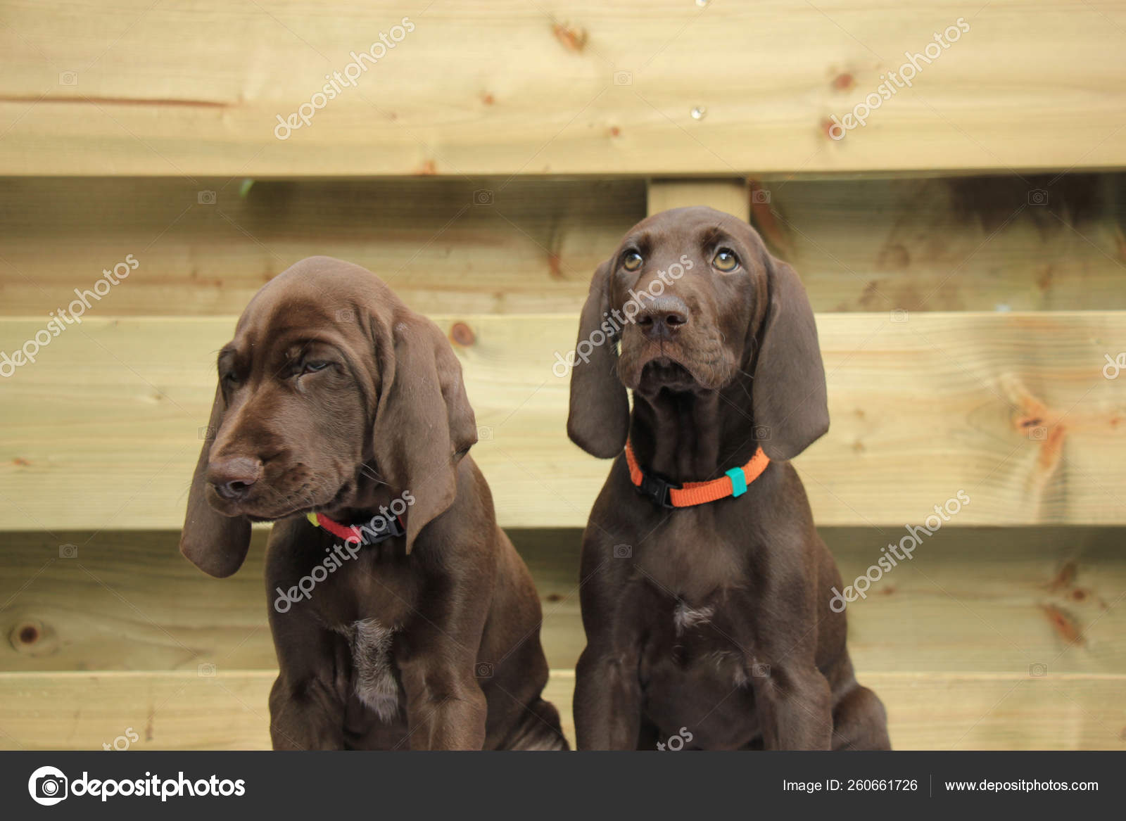 German Shorthaired Pointer Puppies Weeks Old Solid Liver Sisters