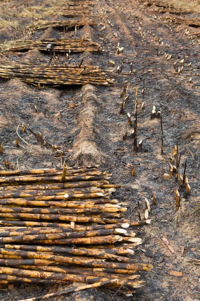 Campo Cana Açúcar Disparado Esta Colheita Mentod Fazer Aquecimento Global — Fotografia de Stock