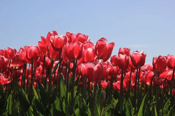 Růžové Tulipány Poli Jasné Modré Nebe Slunce Vypadat Trochu Průhledné — Stock fotografie
