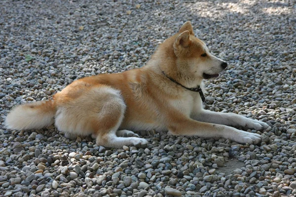 Młody Akita Inu Pozowanie Pies Park — Zdjęcie stockowe