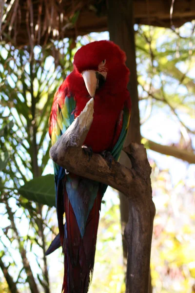 Arka Planda Hayvanat Bahçesinde Güzel Papağan Yakın — Stok fotoğraf
