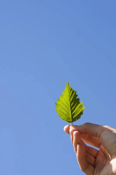 Blad Kvinnans Hand Blue Sky Bakgrund — Stockfoto