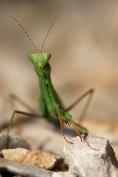 Primo Piano Una Mantide Orante — Foto Stock