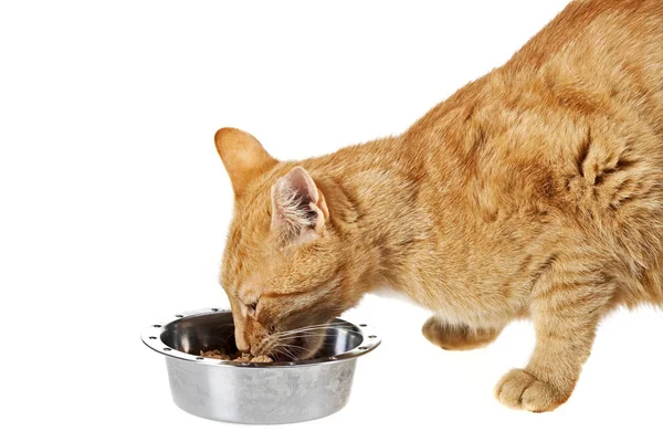 Small Cat Feeding Dish Isolated White — Stock Photo, Image