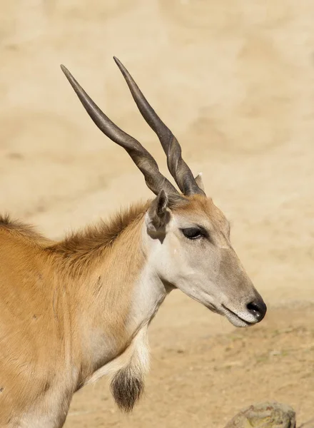 Jovem Taurotragus Derbianus Comum Eland Maior Antílope Africano — Fotografia de Stock