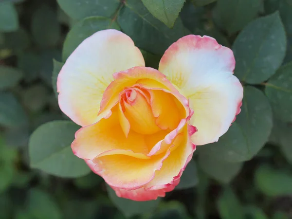 Rosa Flor Perenne Arbusto Vid Del Género Rosa Rosaceae — Foto de Stock