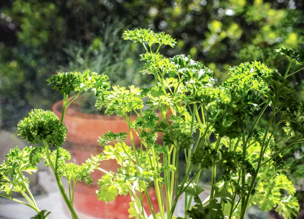 Tanaman Bright Parsley Dalam Pot Jendela Siap Untuk Garnish — Stok Foto