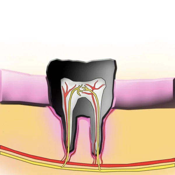 Illustrazione Dei Denti Vicino — Foto Stock