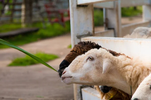 Beyaz Çit Kenarındaki Koyun Yeme — Stok fotoğraf