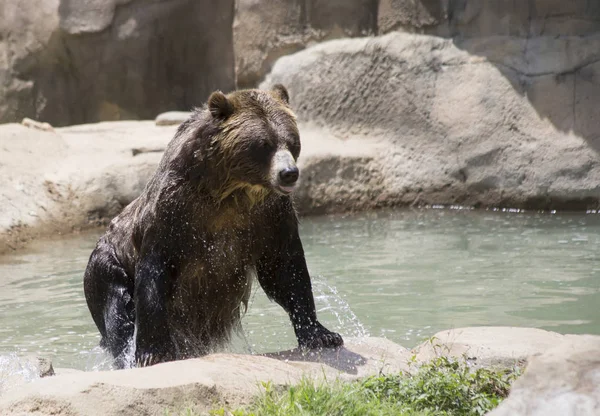 Brown Bear Ursus Arctos Getting Out Water — Stock Photo, Image