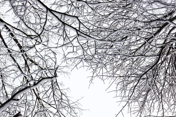 Inverno Árvore Conceitual Foto Preto Branco — Fotografia de Stock