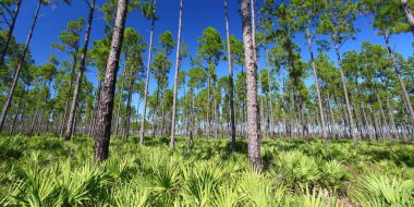 The beautiful pine flatwoods of Florida on a clear day. clipart