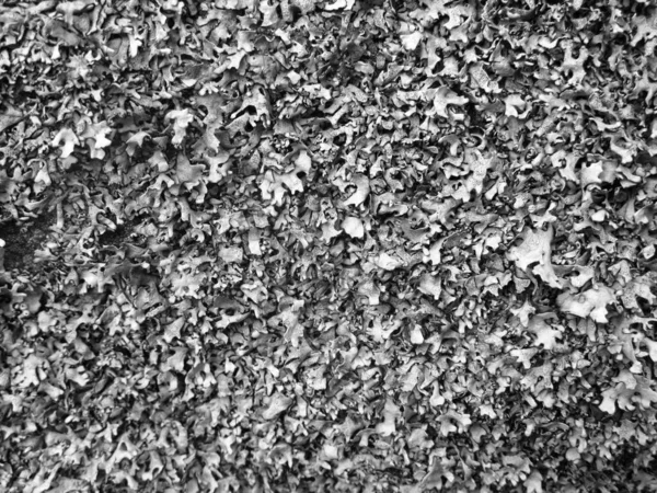 Lav Lichenes Textur Svart Och Whitelichen Lichenes Textur Färgad — Stockfoto