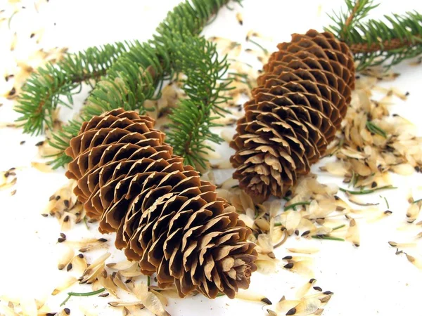 Festive Cones White Background — Stock Photo, Image