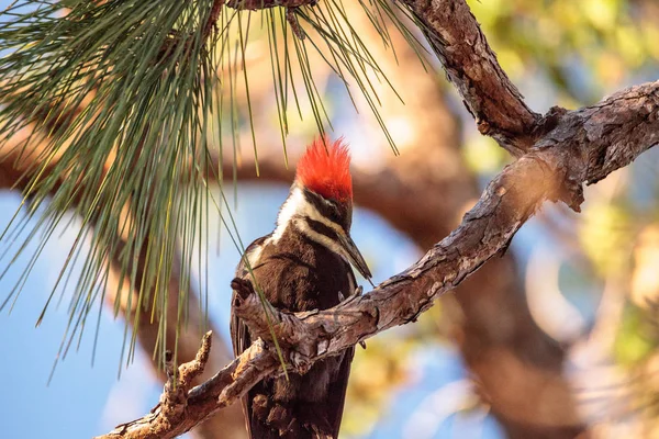 Птица Дятел Dryocopus Pileatus Сосне Болотном Заповеднике Штопор Неаполе Штат — стоковое фото