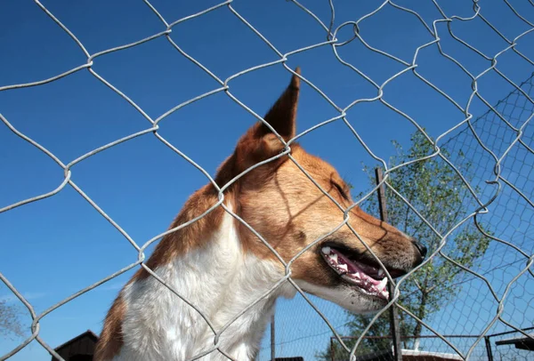 Smutný Pes Uvízlej Útulku Pro Zvířata Čekající Adopci — Stock fotografie