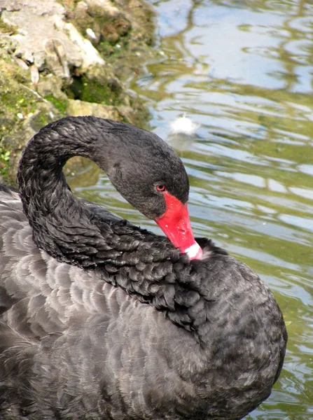 黒い白鳥の池 — ストック写真