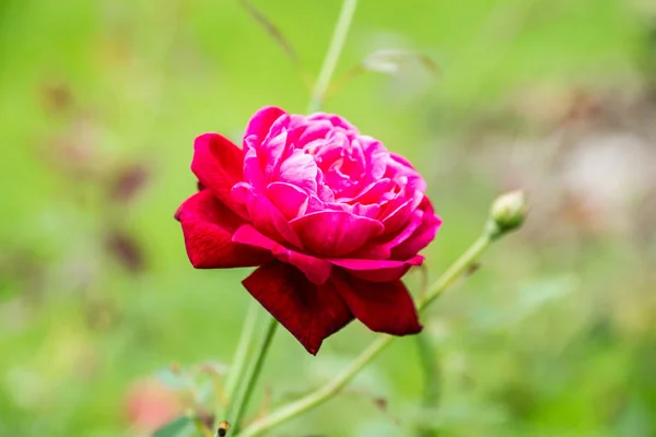Rosa Vermelha Flor Jardim Tropical Foco Raso — Fotografia de Stock