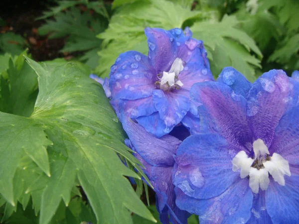 Close Orvalho Manhã Sobre Algumas Flores Vibrantes Nos Jardins Bellingrath — Fotografia de Stock
