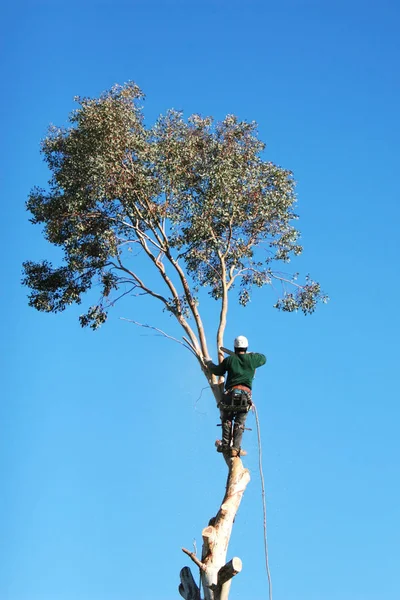 Grande Albero Stato Abbattuto Uomo Con Delle Corde Sospese Sta — Foto Stock