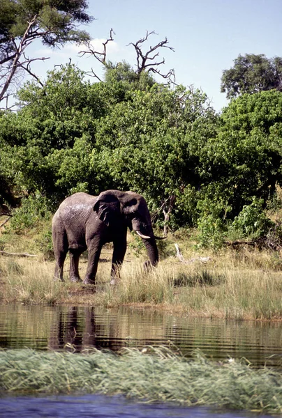 Vuxen Elefant Nära Vattenkälla — Stockfoto
