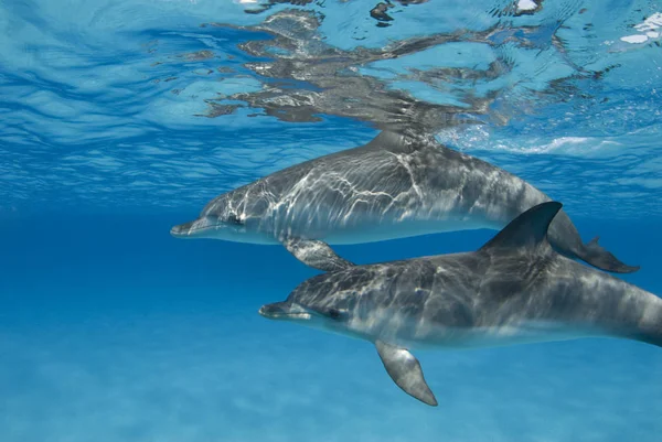 Slunce Vrhá Povrchu Dvojici Delfíní Delfín Stenella Frontalis Křišťálově Čirých — Stock fotografie