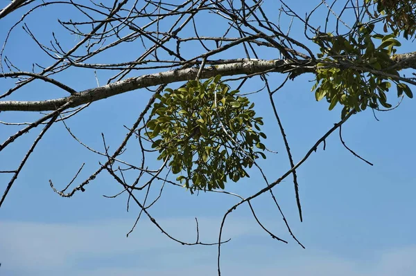 Ökse Otu Veya Viscum Albüm Ağaç Üzerinde — Stok fotoğraf
