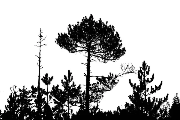 Σιλουέτα Δέντρου Λευκό Φόντο — Φωτογραφία Αρχείου