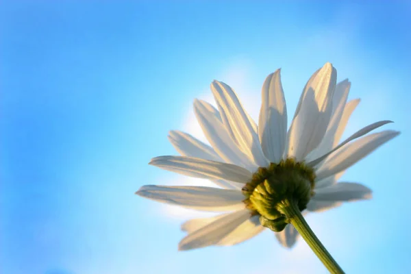 chamomile flower, sky blue, daisy plant, flowering daisies, calyx, petals are white, an annual plant, stem green, inflorescence beautiful